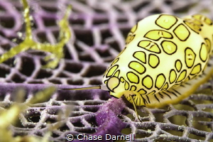 Flamingo Tongue Feeding Session
Eagle Ray Pass, Grand Ca... by Chase Darnell 